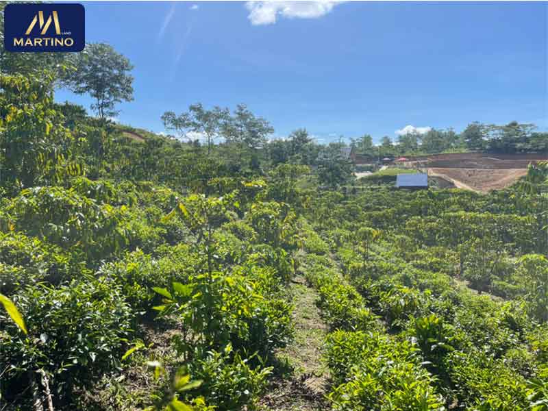 Bán đất vườn sào triền nhẹ gần hồ Mai Thành - Lộc Châu