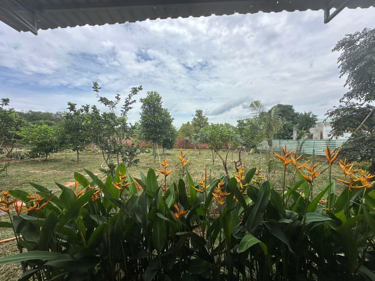 Nhà vườn 1.700m² Long Tân có nhà cấp 4 – 2,65 tỷ