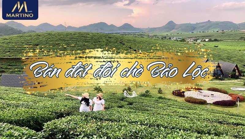 bán đất đồi chè bảo lộc