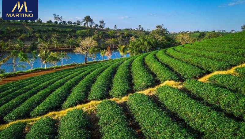 bán đất đồi chè bảo lộc