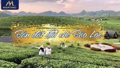 Lý Do Nên Mua Bán Đất Đồi Chè Bảo Lộc 