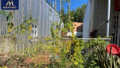 Bán lô đất nền ngay trung tâm Bảo Lộc Bán lô đất nền ngay trung tâm Bảo Lộc