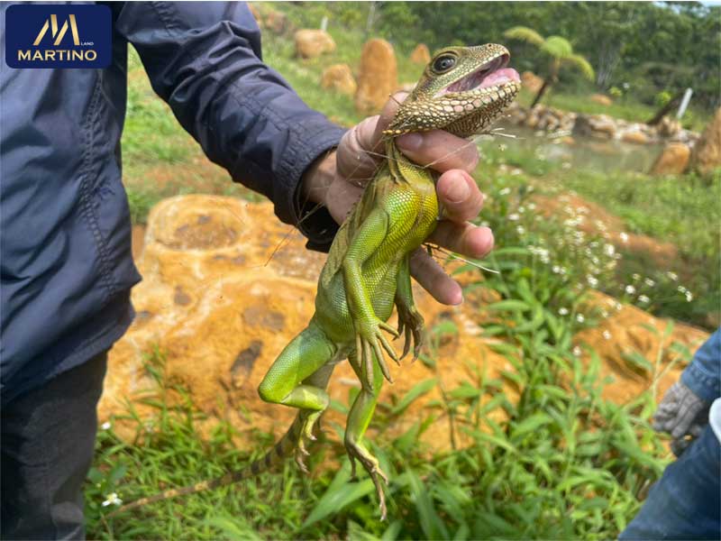 Bán đất sào nghỉ dưỡng tại Lộc Châu Bán đất sào nghỉ dưỡng tại Lộc Châu
