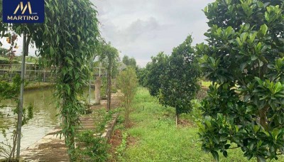 Bán lô đất sào xây nhà vườn ao cá tại Dambri - Bảo Lộc Bán lô đất sào xây nhà vườn ao cá tại Dambri - Bảo Lộc