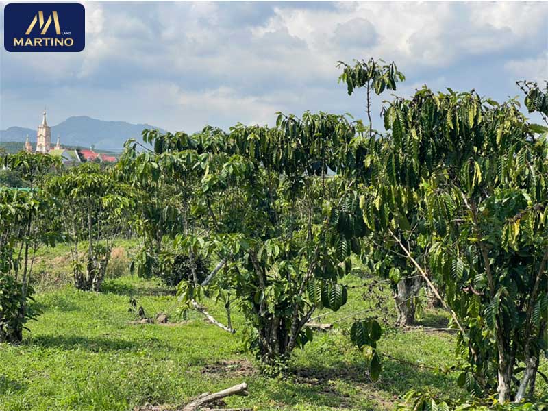 Bán đất sào tại Lộc Châu Bán đất sào tại Lộc Châu