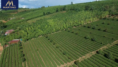 Bán đất sào 2800m2 tại xã Lộc Châu, vườn trà xen lẫn Cafe Bán đất sào 2800m2 tại xã Lộc Châu, vườn trà xen lẫn Cafe