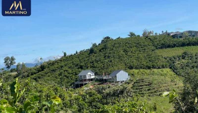 Bán đất vườn sào cafe tại Lộc Châu - Bảo Lộc giá rẻ Bán đất vườn sào cafe tại Lộc Châu - Bảo Lộc giá rẻ
