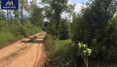 Bán đất vườn sào 3 mặt tiền tại Tân Lạc tp Bảo Lộc Bán đất vườn sào 3 mặt tiền tại Tân Lạc tp Bảo Lộc