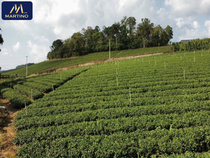 đất rẫy bảo lộc