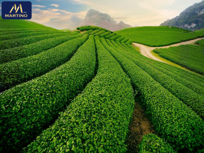 đất rẫy bảo lộc