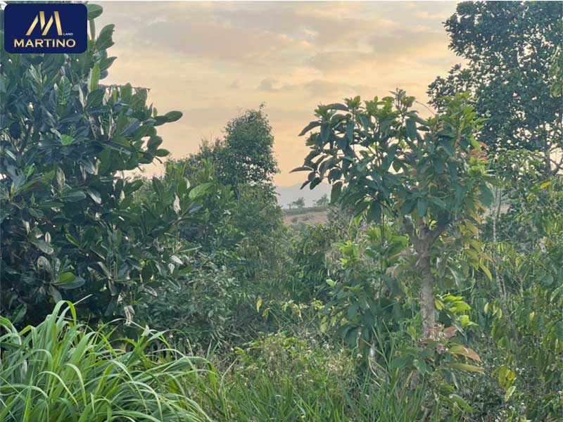 Đất sào Bảo Lộc giá rẻ Đất sào Bảo Lộc giá rẻ