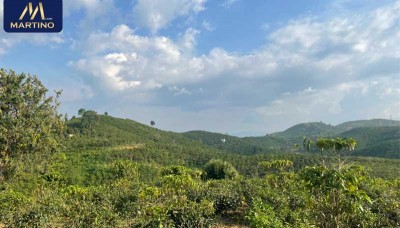 Bán đất sào xã Lộc Châu gần đường Phan Huy Ích Bán đất sào xã Lộc Châu gần đường Phan Huy Ích