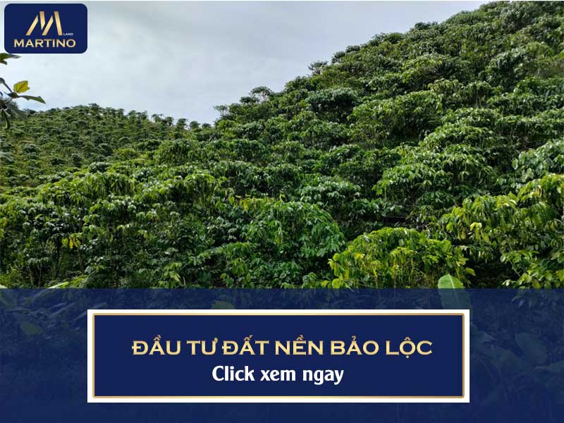 Đầu tư đất Bảo Lộc Đầu tư đất Bảo Lộc